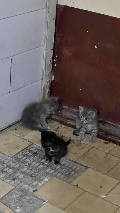 Породистые маленькие домашние кошечки! Цену договорим!