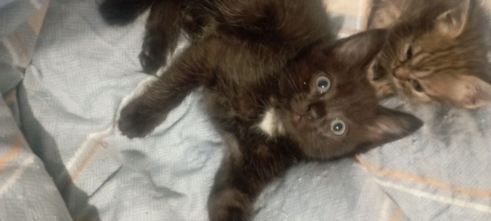 Отдам котят в хорошие руки