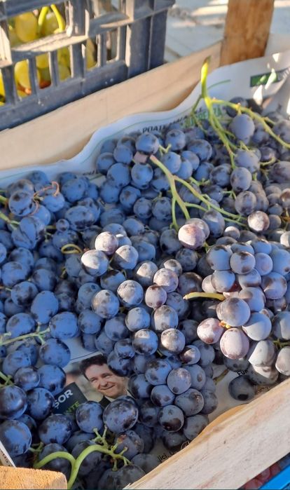 Vand struguri pentru vin si must
