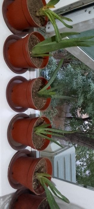 Продам алое растение лечебное.