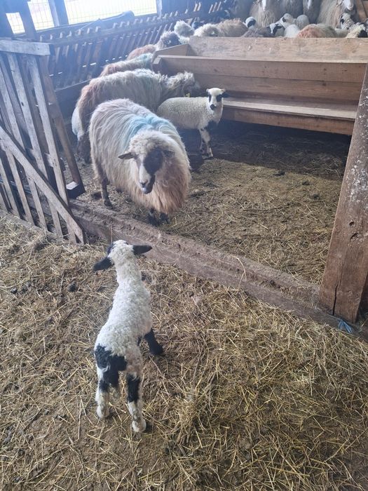 oi cu miei de vanzare