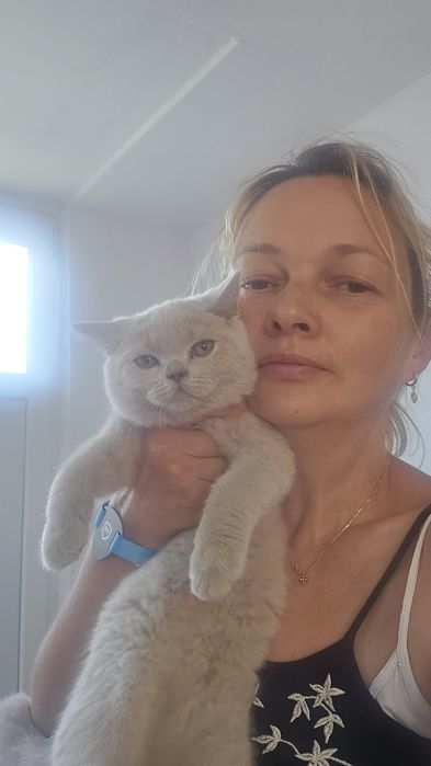 British shorthair