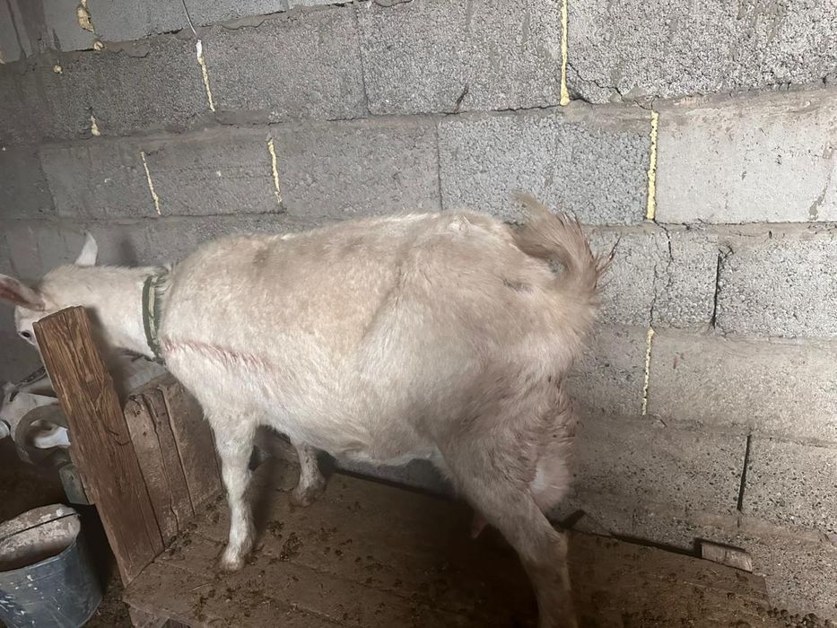 Орыс ешкі сатылады