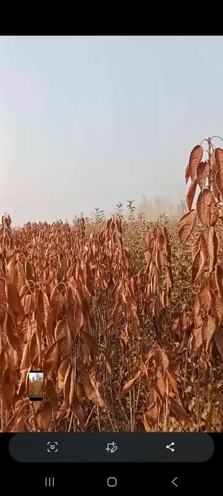 Мевлий дарах кучатлар, 15,000сумдан дехконларидан