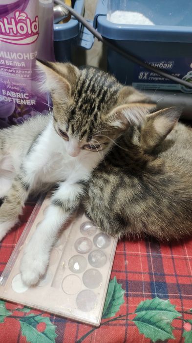 Отдам котят в добрые руки