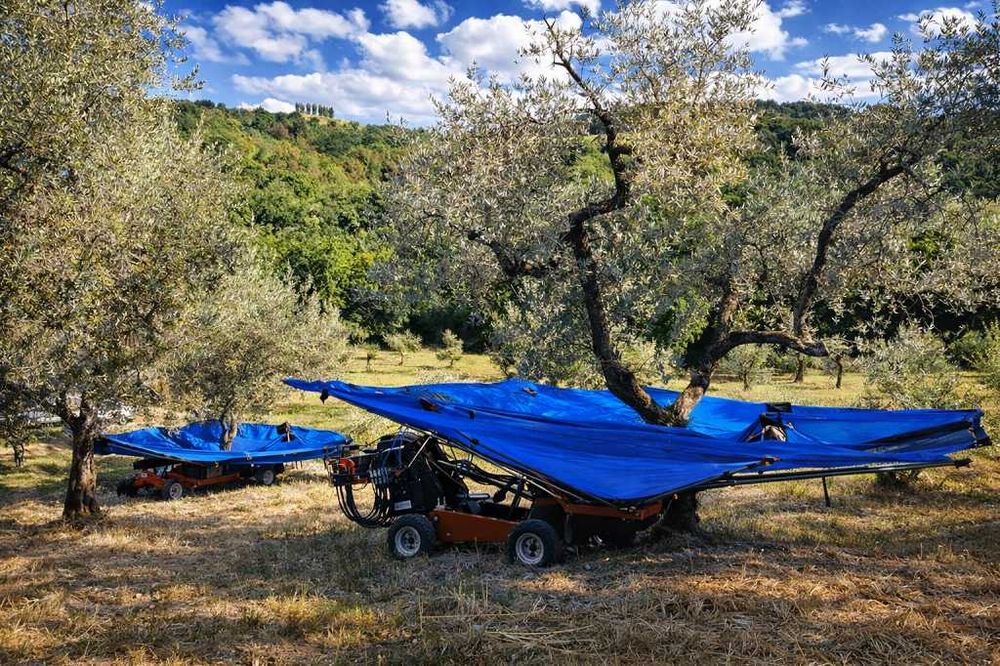 Utilaj autopropulsat 4x4 cu umbrelă colectoare recoltat alune nuci migdale