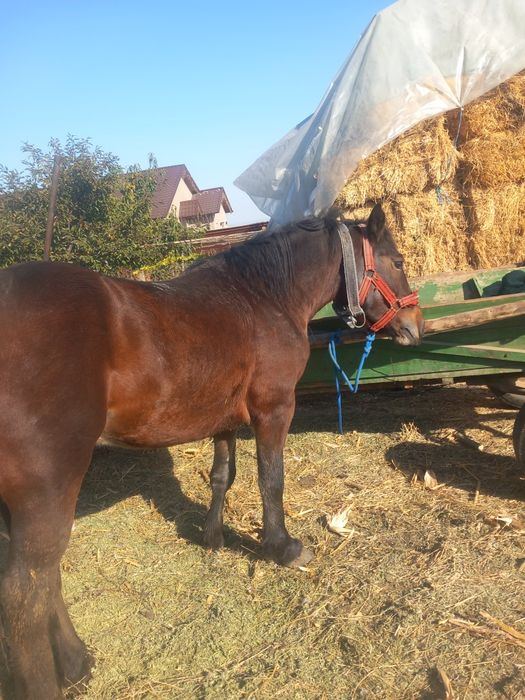 De vanzare cal de 2 ani jumate castrat