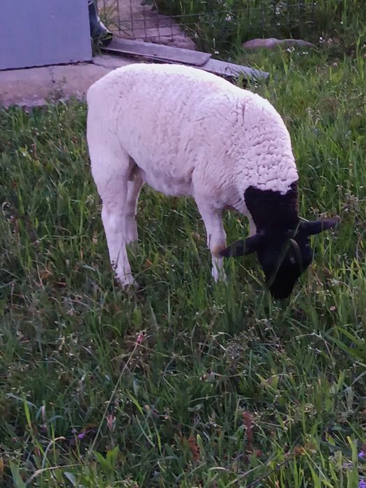 Berbecuți Dorpat de vinzare