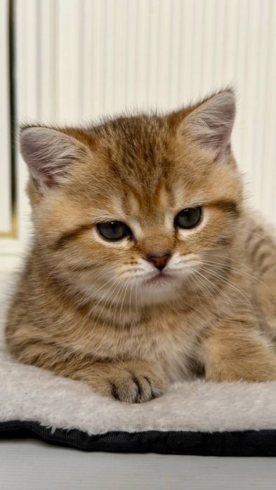 Британские короткошерстные котята ищут дом