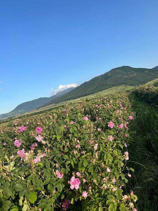 Продава се Земеделски имот в с. Христо Даново, Област Пловдив -  кв.м за 1523 €/дка - Снимка #1