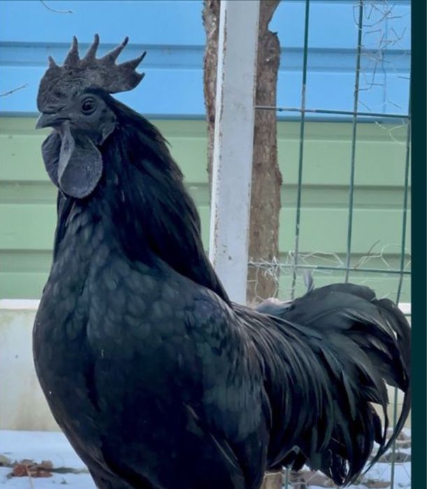 Ayam cemany, oua pentru incubat, gaini complet negre