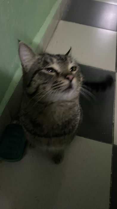 кот красавчик бесплатно