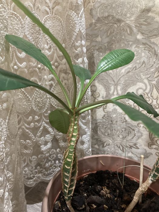 Продам цветок Молочай