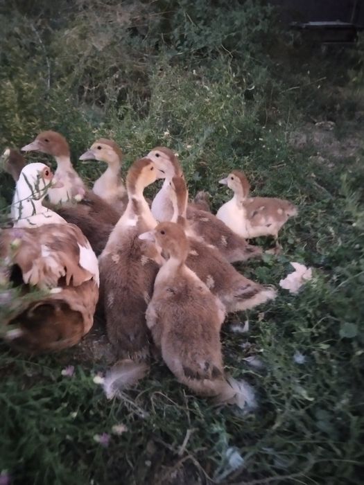Продаются Индаутята