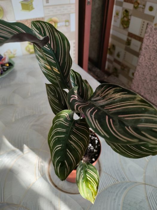 Калатея Сандера Орната