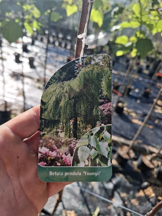 Плачеща бреза youngi