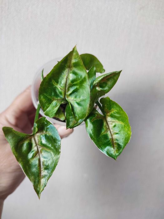 сингониумы. растения комнатные