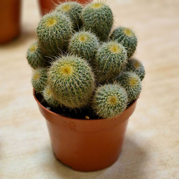 Продам кактусы, суккуленты