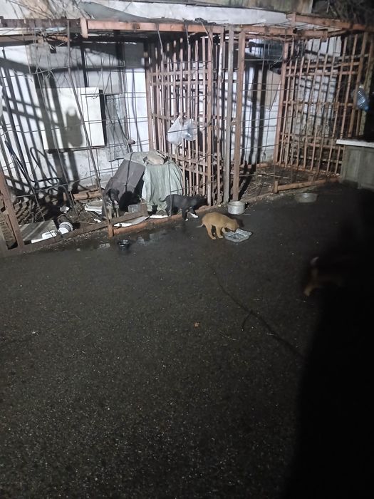 Отдам даром.щенок