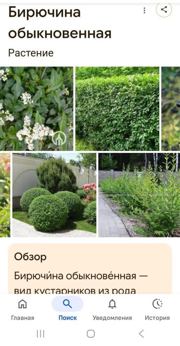 Живая изгородь Бирючина