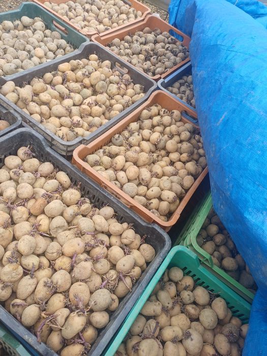 Cartofi de sământă Arizona si Reviera