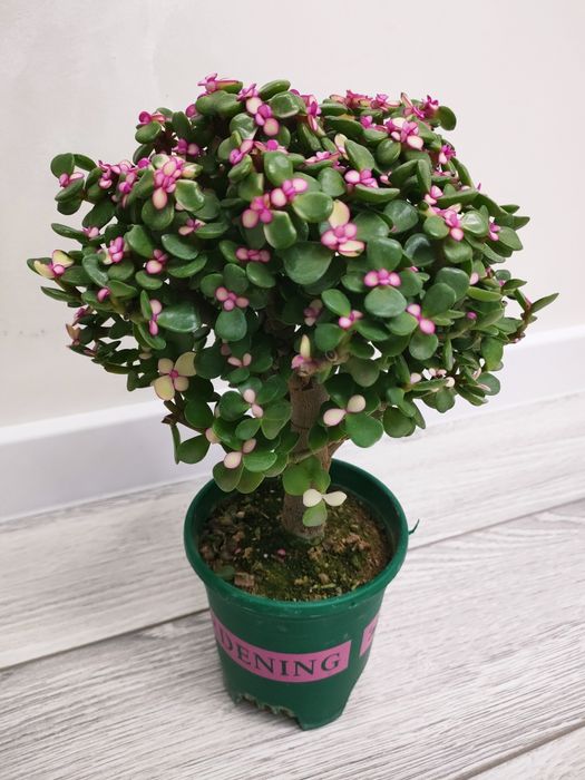 Комнатные цветы, доставка