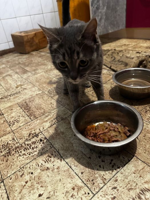 Отдам кошечку в добрые руки