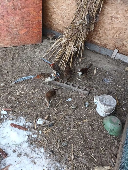 Vind pereche fazani diamant 2025