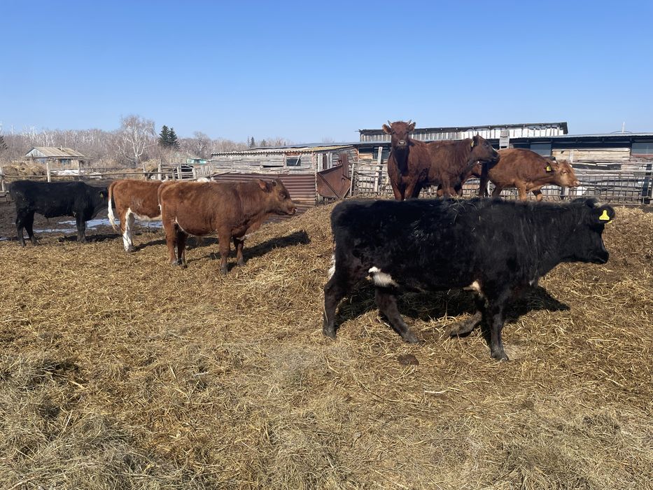 Продам 7 быков 6 телок с откорма