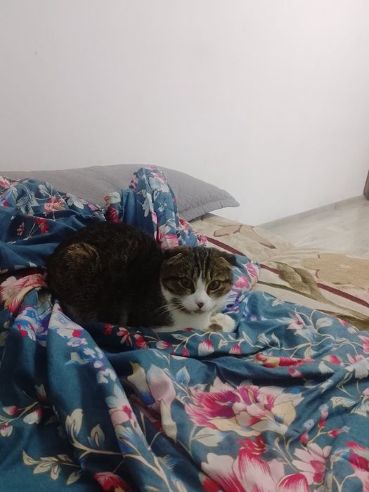 Отдам котёнка бесплатно