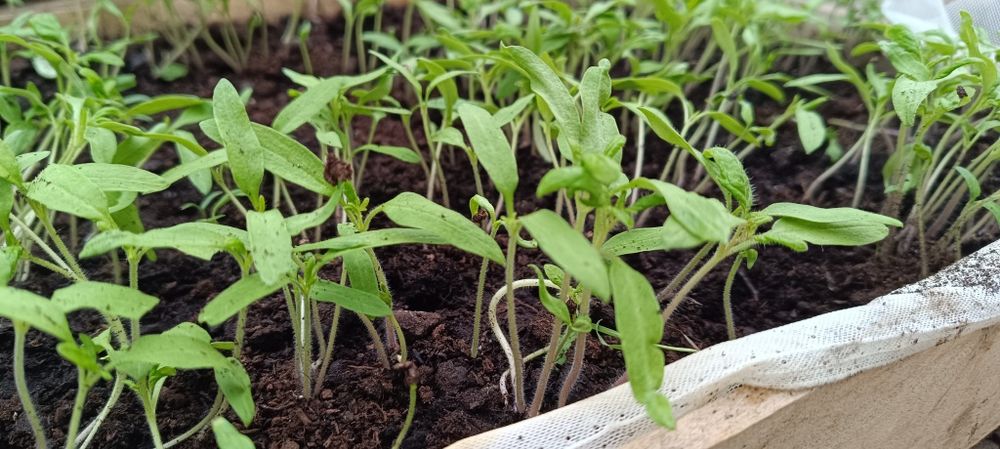 Рассада помидор черный принц ,