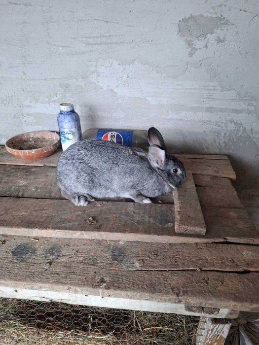 Vând iepuri mari și mici
