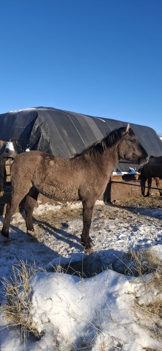 Продам лошадей с откорма.