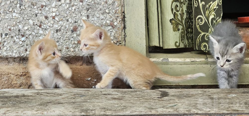 Котята в хорошие, добрые руки