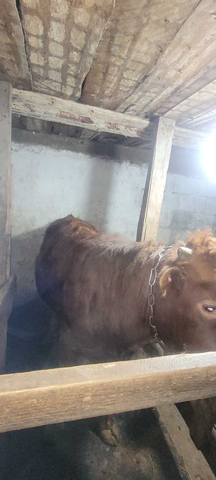 Продам бычков с откорма