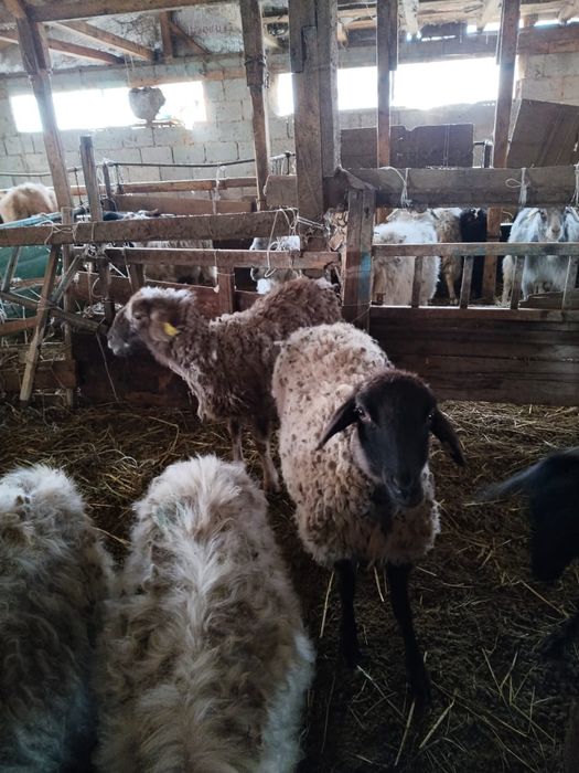 Шаруа токтылар 4 бас оптым