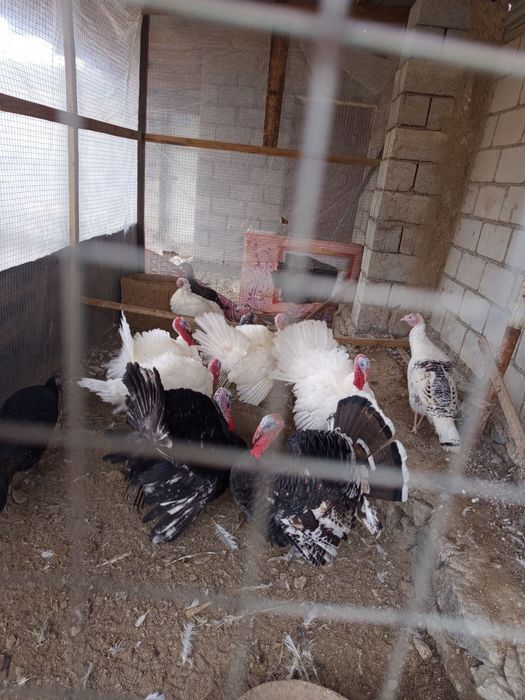 Срочно куркалар сотилади