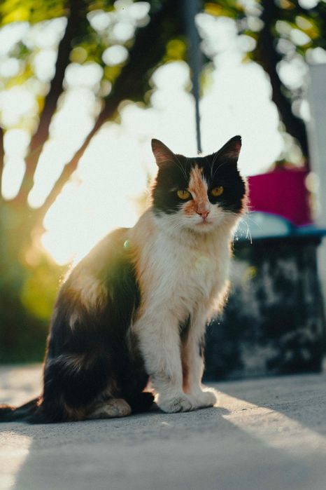 Котики(миленькие) и кошка(мама)