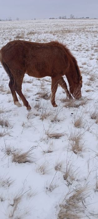 Жеребцы молодые .
