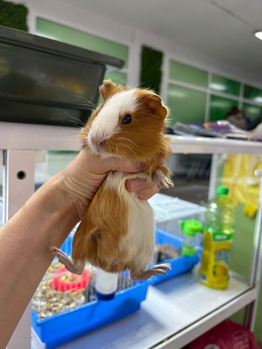 Кролики декоративные