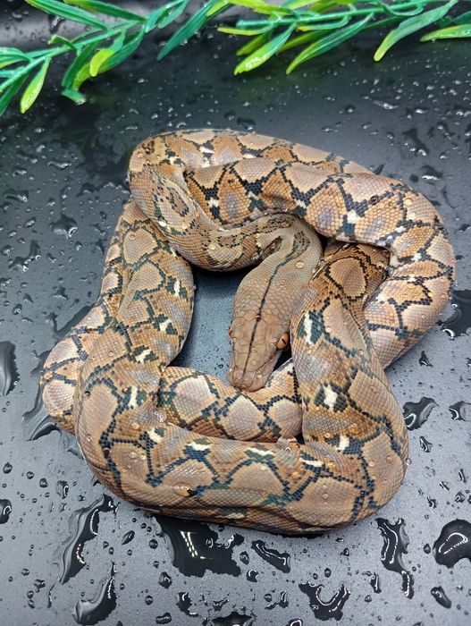 Сетчитые питоны малыши
