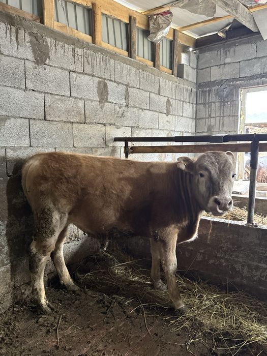 Продается бычки откорм