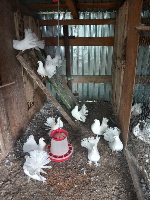 Porumbei de vânzare