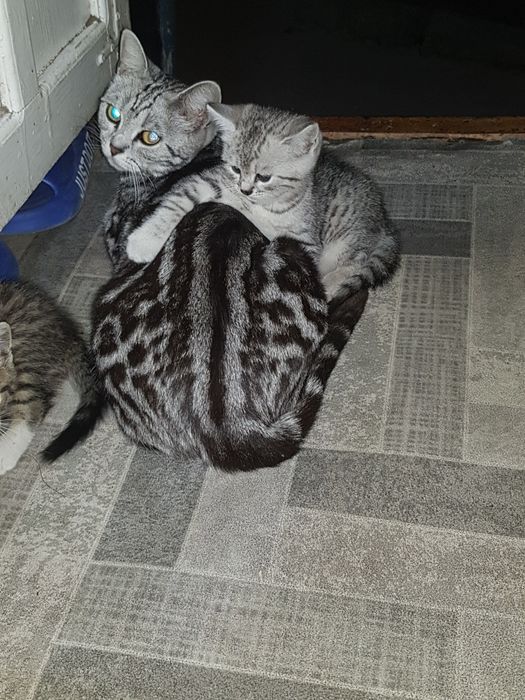 Продам котят самые красивые