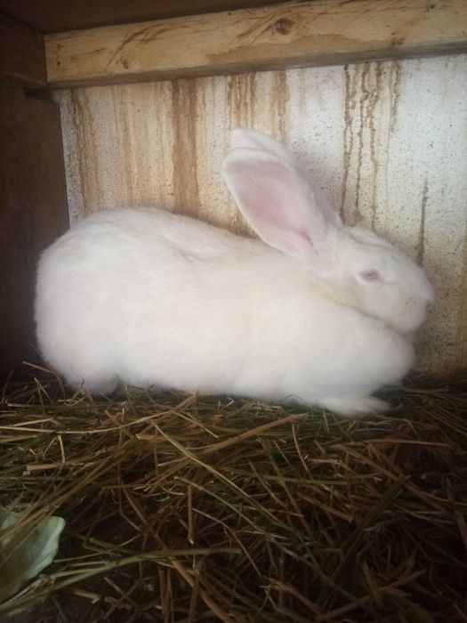 Vând iepuri rasele gat de leu și uriaș de transilvania