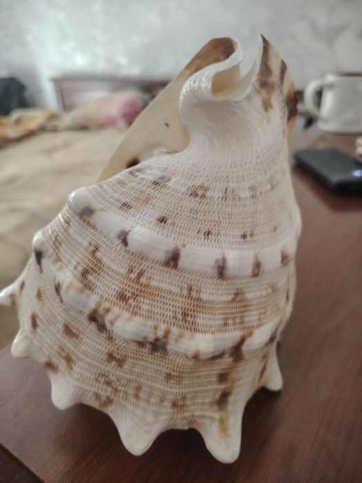 Продам ракушку морская