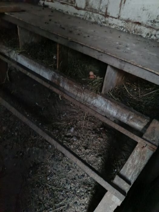 Продам домашних кур
