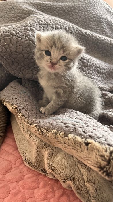 котята котята котята