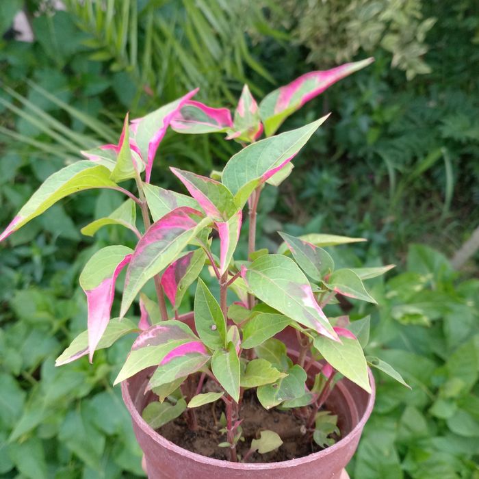 Альтернантера фикоидеа (Alternanthera ficoidea) — 10 см