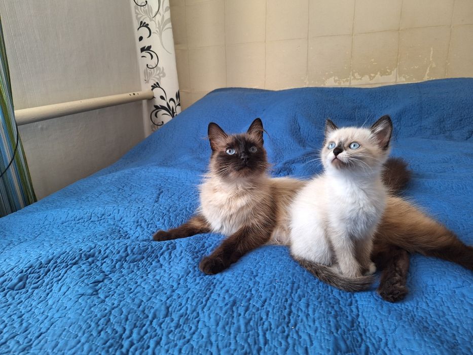 Срочно Милый котёнок .